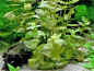 Preview: Bacopa caroliniana - carolina-Fettblatt